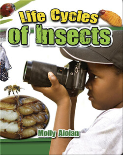 Life Cycles of Insects