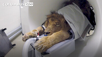 Big Cat Gets a CAT Scan