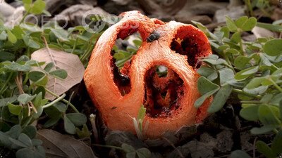 Deep Look: This Mushroom Fakes Its Own Death to Trick Flies