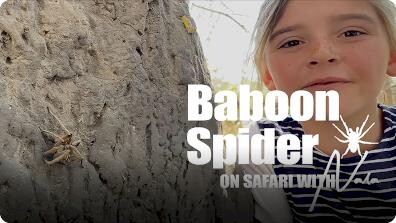 On Safari with Nala: Baboon Spider