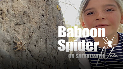 On Safari with Nala: Baboon Spider