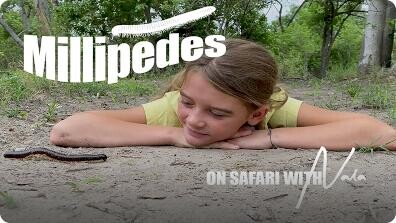 On Safari with Nala: Millipedes