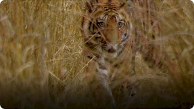Hidden India: India Wildlife Using Dry Conditions To Help Hunt