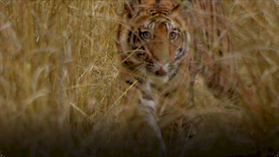 Hidden India: India Wildlife Using Dry Conditions To Help Hunt