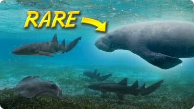 Search for the Endangered Antillean Manatee (With Sharks?!)