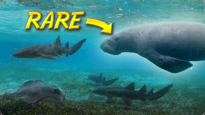 Search for the Endangered Antillean Manatee (With Sharks?!)