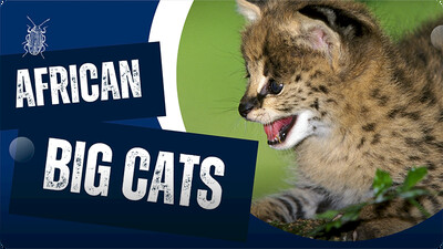 Why Are African Big Cats Special?