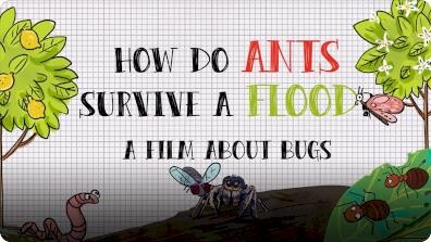 How Do Ants Survive a Flood