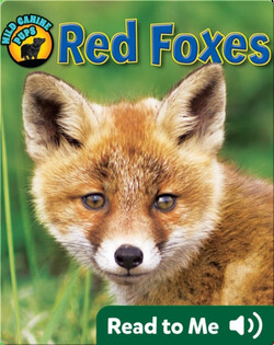 Red Foxes (Wild Canine Pups)
