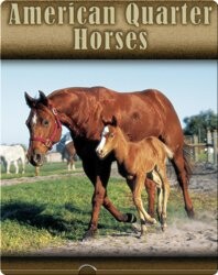 American Quarter Horses