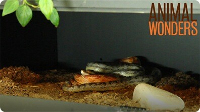 How to Hold a Snake