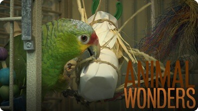 Parrots Love Toys