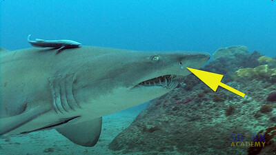Shark Smell