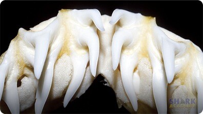 Shark Teeth