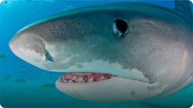 Tiger Sharks
