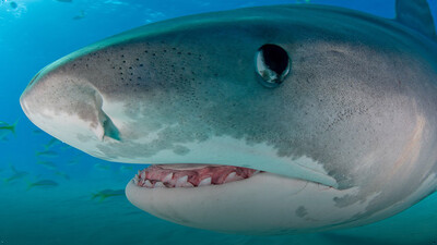Tiger Sharks