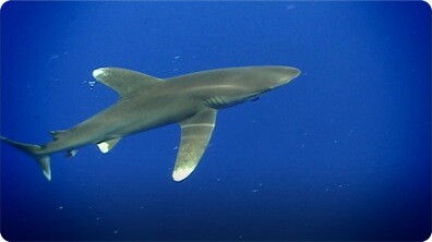 Oceanic Whitetip Shark
