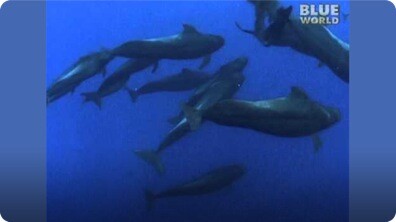 Poop Eating Sharks?