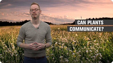 Can Plants Communicate?