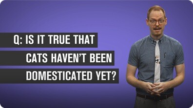 Have Cats Been Domesticated?