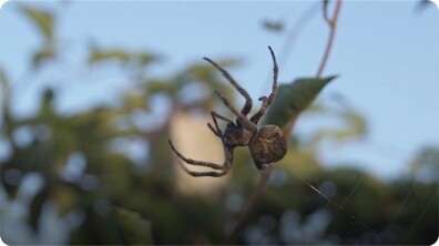 Did You Know: Spiders