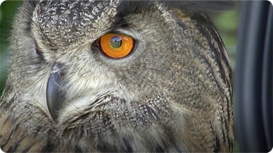 Did You Know: Eyes