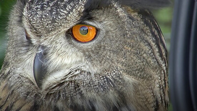 Did You Know: Eyes