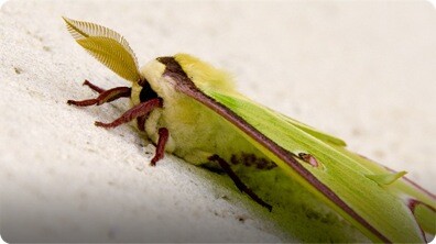 Did You Know: Butterfly and Moth