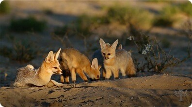 Foxes