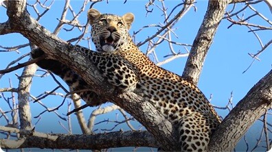 Leopards