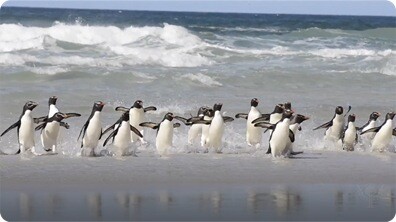 Penguins