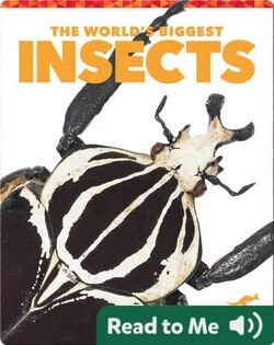 The World's Biggest Insects