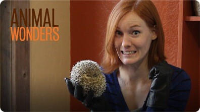 Hedgehogs! What, Where, and How