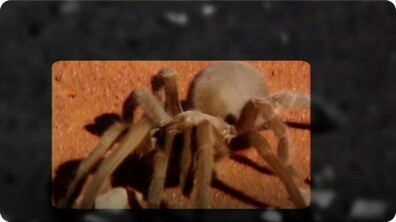 Arachnids - Tarantulas!