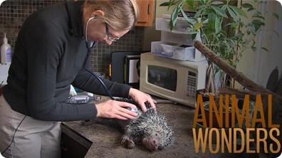 Kemosabe's Vet Visit
