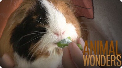 Guinea Pig Diet