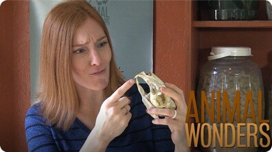 What Do I Do With the Body?