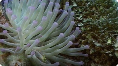 Under the Waves: Strange Creatures