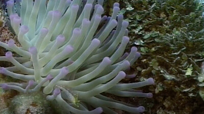 Under the Waves: Strange Creatures