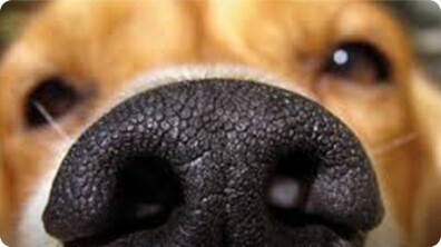 How to Train Your Dog to Find Your Keys