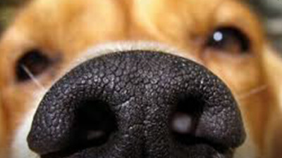 How to Train Your Dog to Find Your Keys