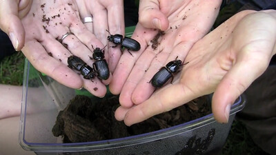 Bess Beetles do WHAT??