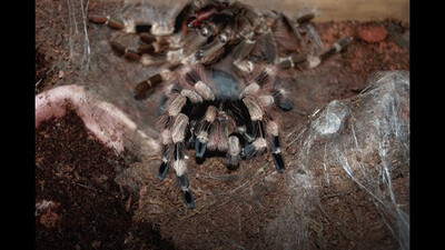 Tarantula Sheds Exoskeleton
