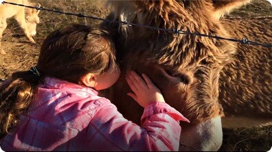 Adorable Baby Donkey | Cute Donkey Family