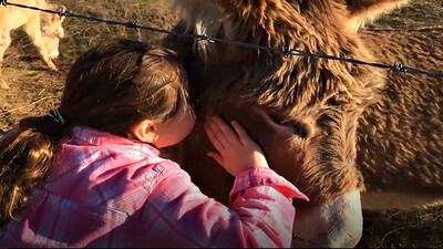 Adorable Baby Donkey | Cute Donkey Family