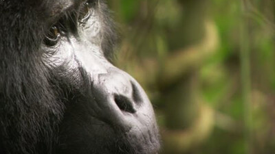 Playful Adult Gorilla - Mountain Gorilla