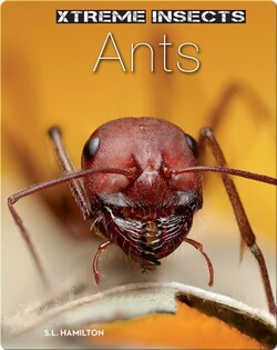 Ants