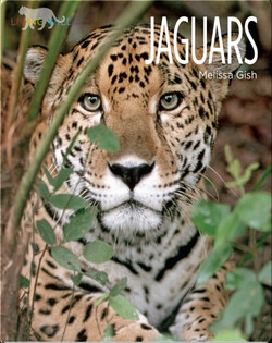 Jaguars
