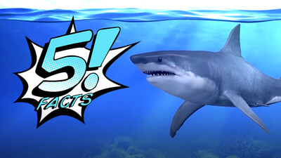 5 Facts About Sharks That Will Make Your JAWS Drop | 5 FACTS