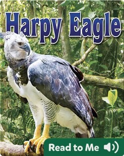 Harpy Eagle